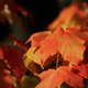 Illustration for article titled Shooting Challenge Fall Leaves Gallery 6